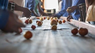 filiera agroalimentare